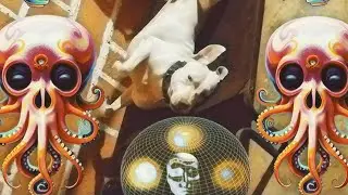 Osorno - Shite Nasai