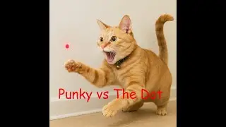 Cat vs  Laser Dot
