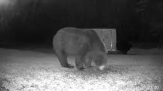 Black bear, Bath New Hampshire (Part 4)