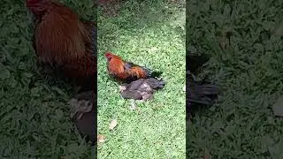 Rooster and Hen Love #shorts
