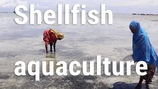 Improving lives in East Africa through shellfish aquaculture