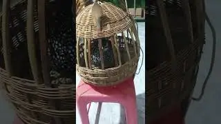 Noog quajheev leej twg nyiam nug tau os