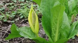 Skunk Cabbage