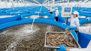 Как на самом деле выращивают креветки: взгляд изнутри на индустрию стоимостью 30 миллиардов долла...