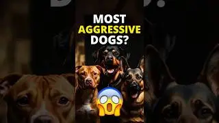 Top 3 Most Aggressive Dog Breeds Last One Is Amazing
