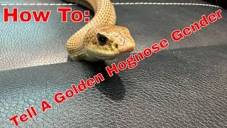 How to: Probe a Snake 