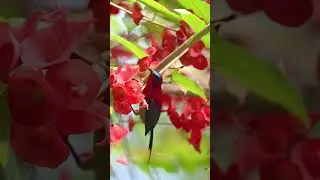 Crimson Sunbird &ndash; The Lady in Red of the Bird World