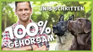 Hunde souver&auml;n f&uuml;hren &ndash; So wirst du zum LEADER (In 3 Schritten zum Erfolg)