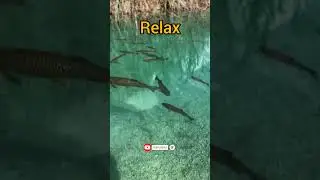 Just Relax💆🌿 #chapter1 #shortvideo #satisfying #naturefeel #smooth #soothing #naturerelax #mindrelax
