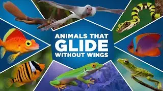Animals That Glide Without Wings