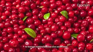 Increase urinary comfort with Exocyan