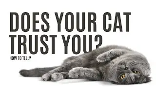 Does your cat trust you? How to build trust with your cat 😻