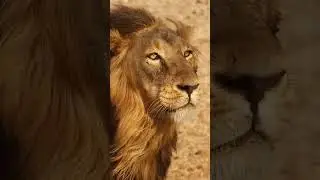 A Lion In Captivity | #shorts