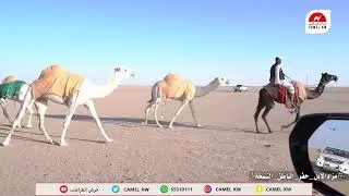 لقاء مع المستثمر: سعد ضبيب السهلي #مزاد_حفر_الباطن_نسخته_الثالثه