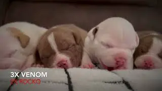 2 Week Old Pocket Bully Puppies: Odb's Big Poppa X Venomline's Peaches