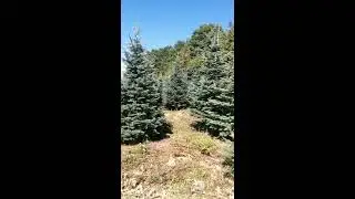 Korktannen als Adventsb&auml;ume / Dekob&auml;ume (Lasiocarpa ariconica)