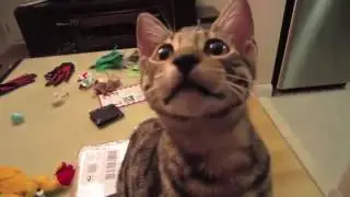 Интересная кошка 😻