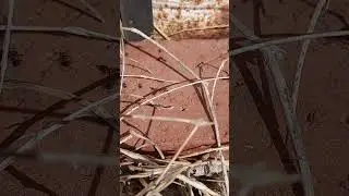 Acrobat Ant Combat Part 4 (03/11/25) #ZoologyTimewithLarry