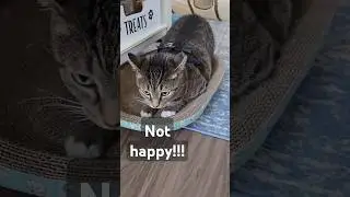 My cat HATES this!!! (harness training)