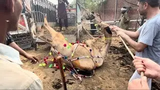 EXCLUSIVE ANGRY Camel Loading Video - Loading of Camel - Runaway Camel at Camel Market 18 June 2025