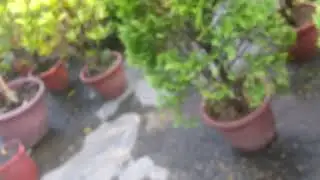 內湖花市 P1020359