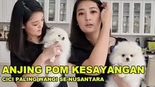 ANJING POM KESAYANGAN CICI PALING WANGI SE-NUSANTARA