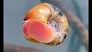 El Caracol Planorbis o caracol diablo.