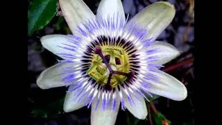 Abraham Hicks - Expanded Beliefs
