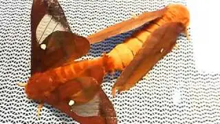 Pink Striped Oakworm Moths Mating