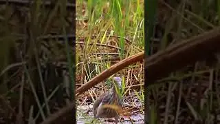 bird catch fish #fishbird #birdshort #birdcatch #birdeat