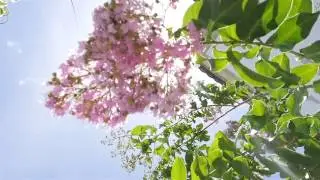 Pink Tree Nature Stock Footage