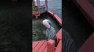 Bird Island Belize Airbnb tour of the island October 2019
