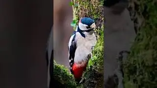 Do you like colorfull birds        follow me    #instabird #earthofficial #color #wildlifeplanet #ea