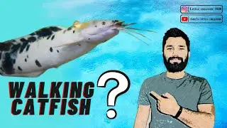 ALL ABOUT CATFISH || WALKING CATFISH || MONSTER FISH || SPOTTER CATFISH || FEEDING CATFISH