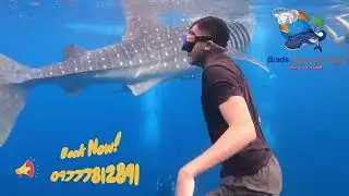 Experience the Thrill of Swimming with Whale Sharks in Oslob, Cebu!