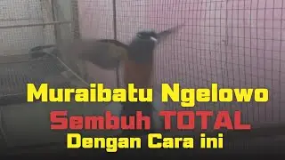 Murai Batu Ngelowo Sembuh Dengan Cara ini, Cukup 2 Minggu saja!