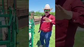 How and why we dock sheep tails #Sheep #Dorper #HairSheep #Ranch #Ranching #KeepRanchin
