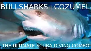 Bull Shark + Cozumel Dive Adventure! The Ultimate Cancun Scuba Combo Package