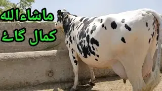 top class astrialion frizan cross cow for sale in pakistan on YouTube 10 01 2022
