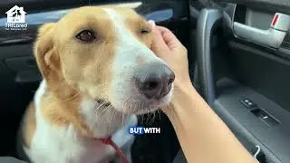 Car Rides: Anxiety Symptoms Dogs Experience