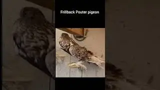 Indian top pouter pigeon Breed #bird #kabootarloft05 #pigeon #raisenpigeons #birdspecies