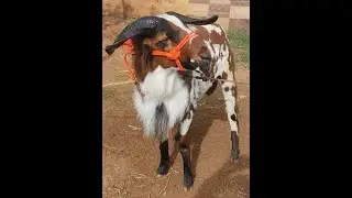 Salman Fighter madurai breed Sheep for sale bakrid 2022