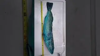 Part 2 of 2. Cleaning and cooking a Blue Lingcod. #lingcod #rare #ocean #dreamfish #offshore #kayak
