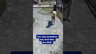 How Much Do Dogs Really Remember? Science Explains 🐶 #shorts