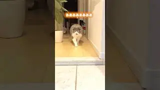 毎日楽しそう #猫 #お出迎え猫 #猫のいる暮らし #猫のいる生活 #ブリティッシュショートヘア #かわいいチャージ #目指せ3万人