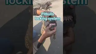Pitbulls locking system #dogbreed #pets #dogtype #labrador #india #dog #animals #facts