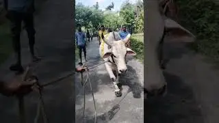 #love bigest bull jossore #