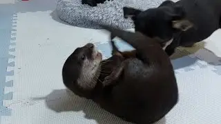 Cute otter Asa happily plays with puppies