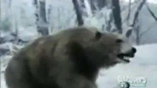 Animal Face-Off - Bear vs Tiger
