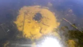 Sunfish nest